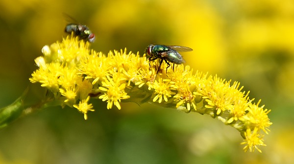 Insekten