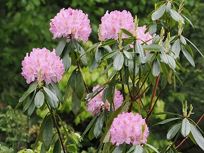 Rhododendron
