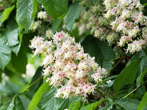 Kastanienblüte