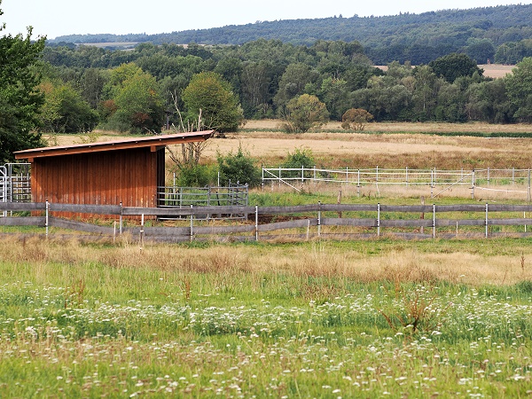 Weide für Hochlandrinder