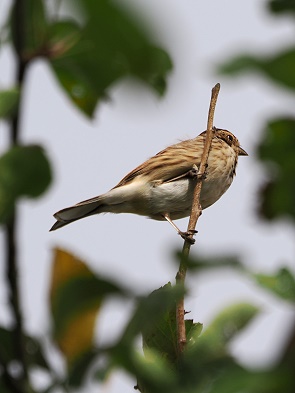 Rohrammer im Obstbaum