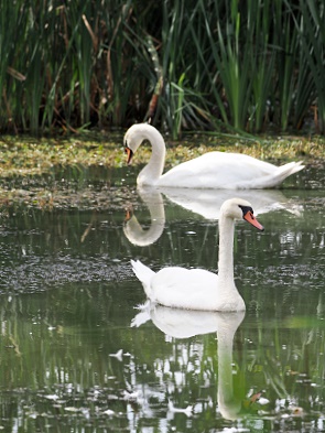 Schwäne