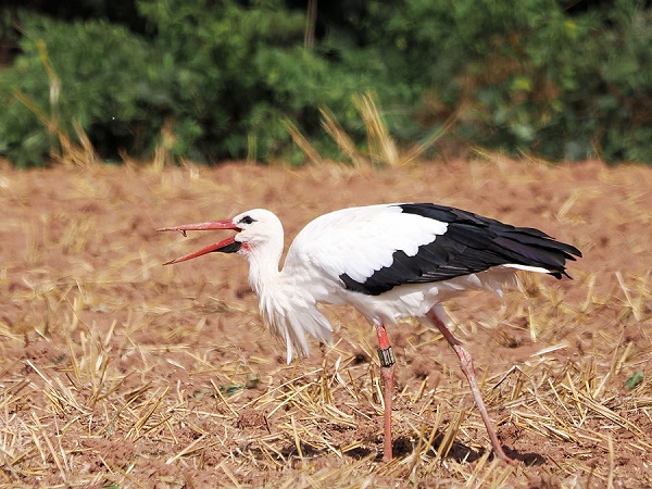 Storch