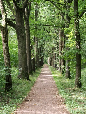 Waldweg