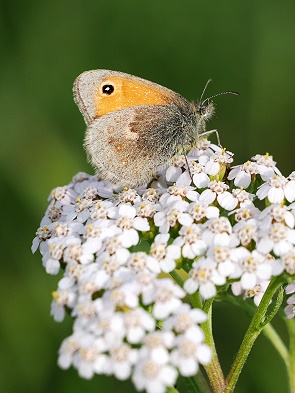 Kleines Wiesenvögelchen