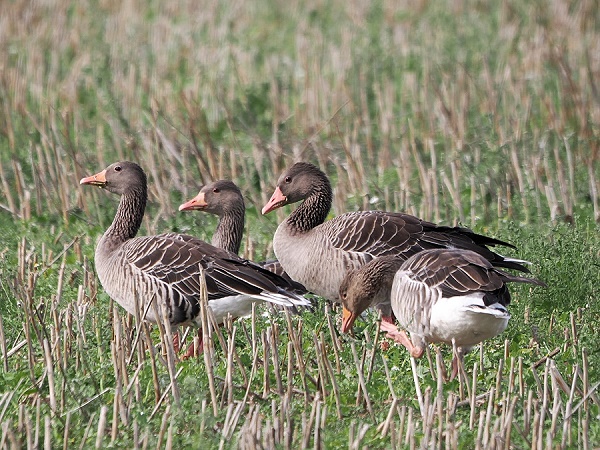 Graugänse im Feld