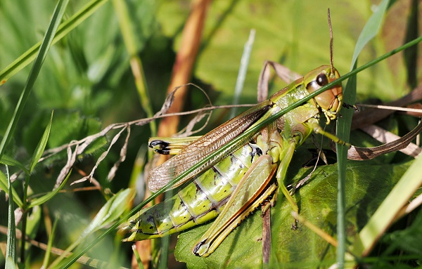 Sumpfschrecke