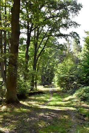 Waldweg