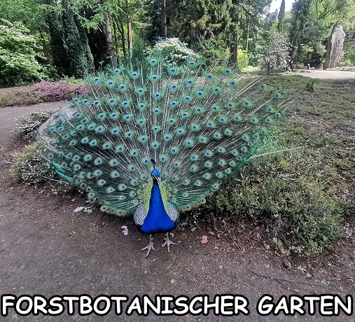 Pfau
