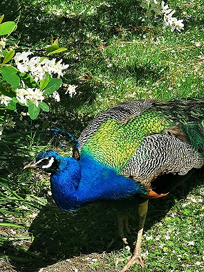 Pfau