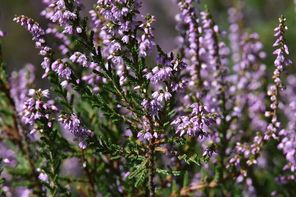 Heideblüte