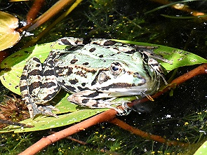 Frosch