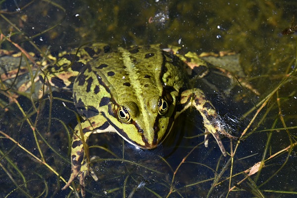 Frosch