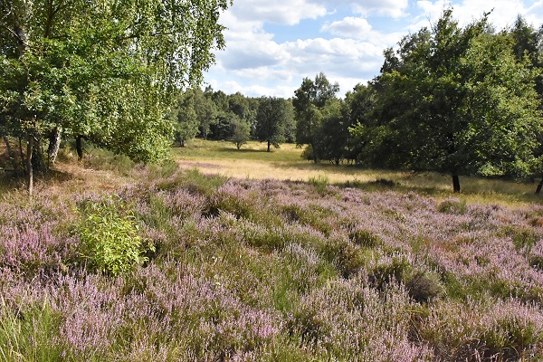 Heidelandschaft