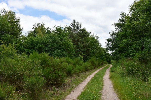 Waldweg