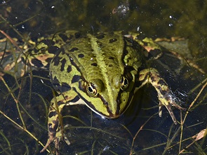 Frosch