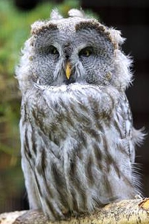 Eule in Leidenhausen