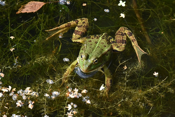 Frosch