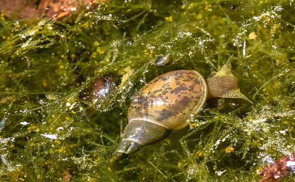 Wasserschnecke