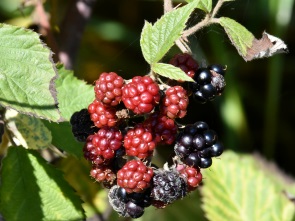 Beeren