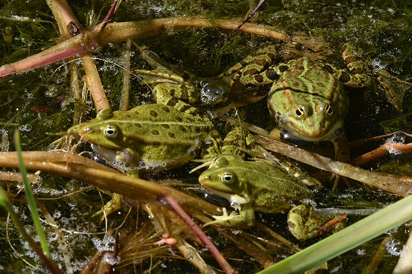 Frösche