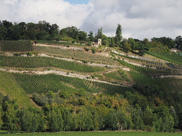 Weinberge