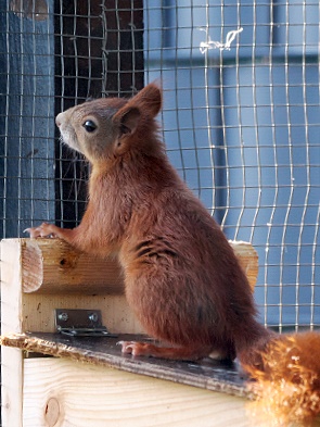 Eichhörnchen