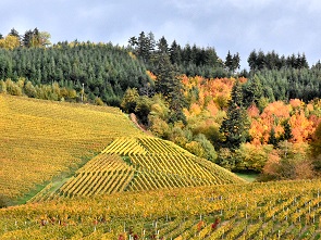 Weinberge