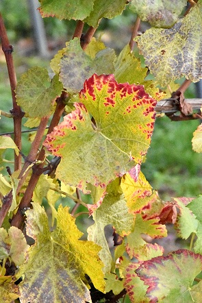 Weinlaub