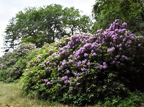 Rhododendron