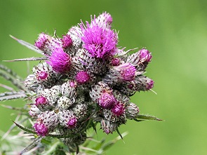 Distel