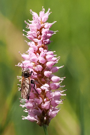 Blüte mit Schwebfliege