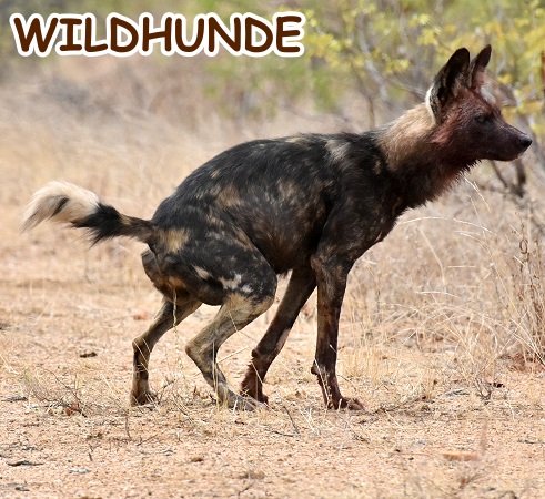 Wildhund