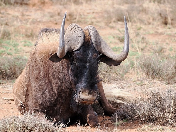 Gnu