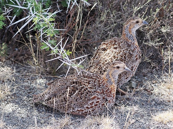 Grauflügelfrancoline