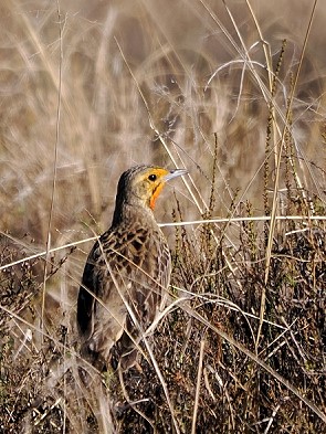 Kapstelzen Männchen