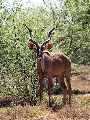 Kudu