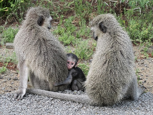 Meerkatzen mit Nachwuchs