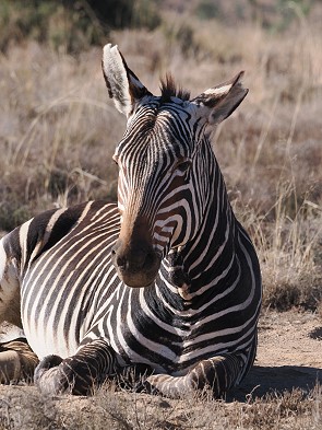 Zebra