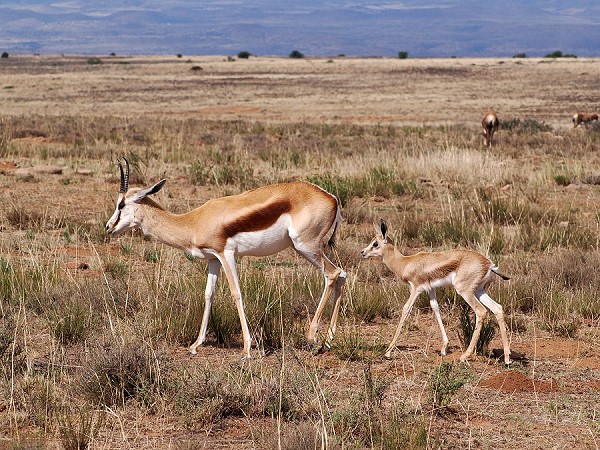 Nachwuchs bei Springbocks