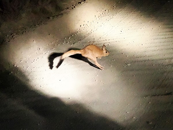 Springhase auf der Straße