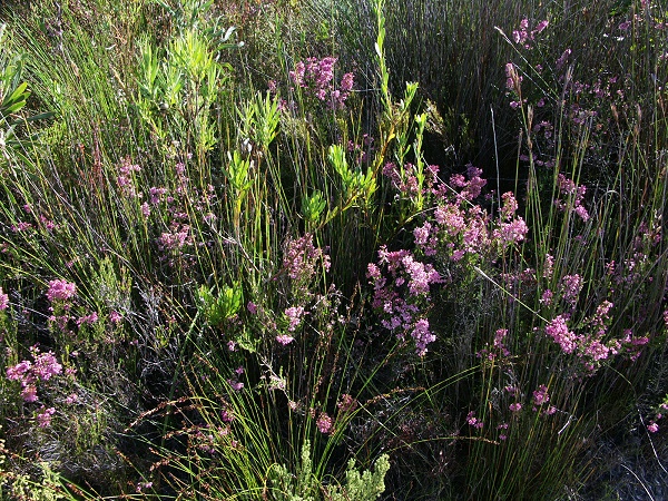 Fynbos