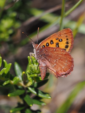 Schmetterling