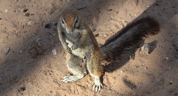 Ingrids Welt Sudafrika Northern Cape Kleine Tiere Im November Im Kgalagadi Transfrontier National Park