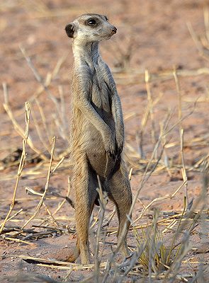 Ingrids Welt Sudafrika Northern Cape Kleine Tiere Im November Im Kgalagadi Transfrontier National Park