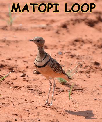 Scheuer Hühnervogel