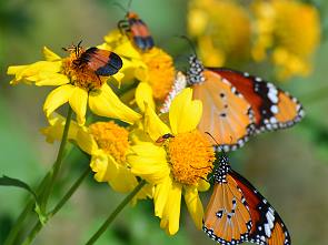 Blütenträume für Insekten