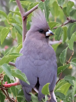 Grey Go-away Bird