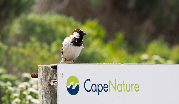 Cape Nature