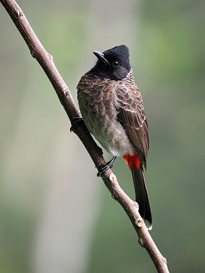Bulbul